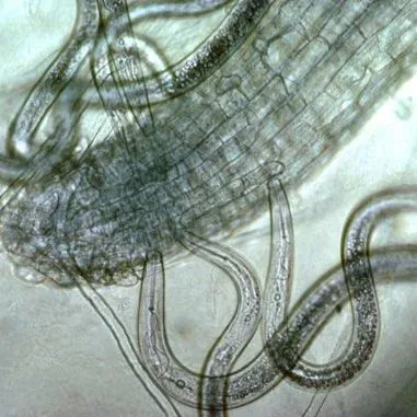 thumbnail for publication: Nematode Management in Sweetpotatoes (including Boniatos)